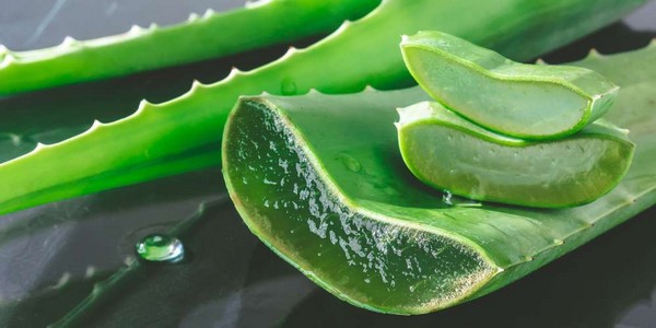 The many health benefits of aloe vera